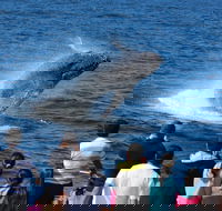 Tangalooma Island Resort Whale Watching Day Cruise - Events Australia