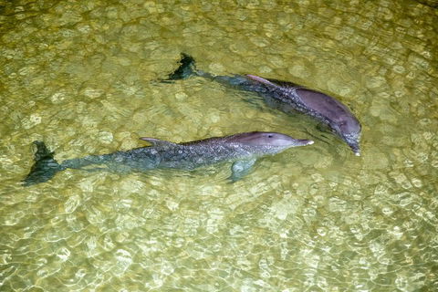 Tangalooma Island Resort Whale Watching Day Cruise With Dolphin Viewing - Events Australia 0