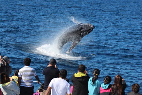 Tangalooma Island Resort Whale Watching Day Cruise With Dolphin Viewing - Events Australia 1