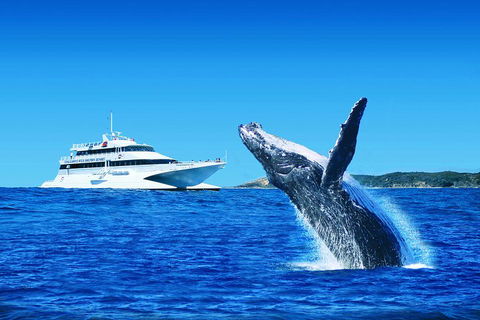 Tangalooma Island Resort Whale Watching Day Cruise With Dolphin Viewing - Events Australia 2