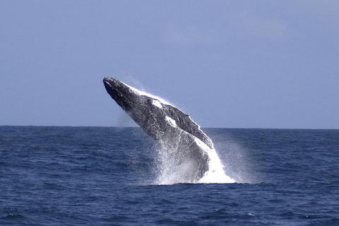Tangalooma Island Resort Whale Watching Day Cruise With Dolphin Viewing - Events Australia 4