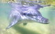 Tangalooma Island Resort Whale Watching Day Cruise With Dolphin Feeding - thumb 0