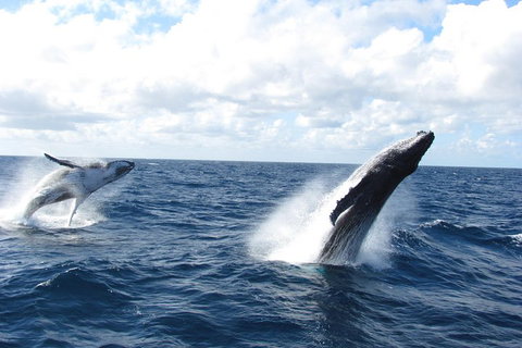 Tangalooma Island Resort Whale Watching Day Cruise With Dolphin Feeding - Tourism Bookings 1