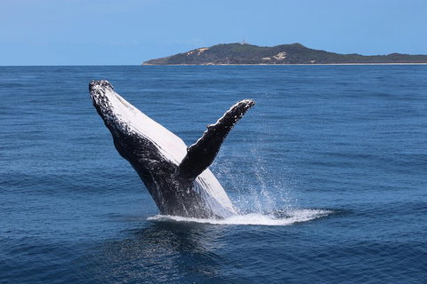 Tangalooma Island Resort Whale Watching Day Cruise With Dolphin Feeding - Tourism Bookings 3
