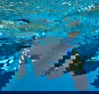 3 Day Whitsundays Sailing and Diving Adventure Kiana - Events Australia