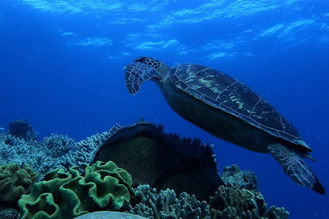 3 Day Whitsundays Sailing And Diving Adventure: Kiana - Events Australia 2