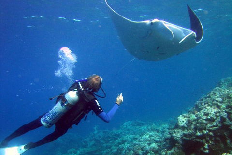 3 Day Whitsundays Sailing And Diving Adventure: Kiana - Events Australia 3