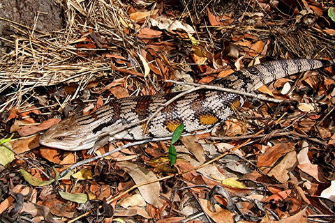 Hartley's Crocodile Adventures General Entry Ticket - Events Australia 5