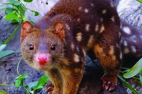 Hartley's Crocodile Adventures Breakfast With The Koalas - Events Australia 2