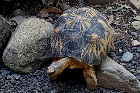 Hartley's Crocodile Adventures Breakfast With The Koalas - Events Australia 4