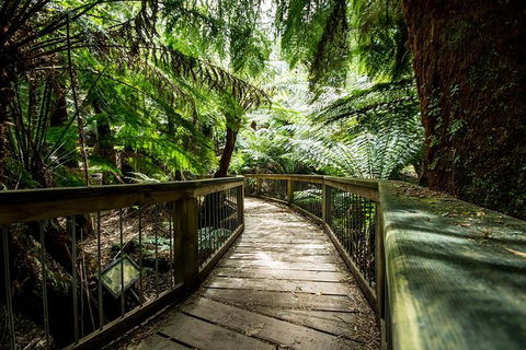 Melbourne To Adelaide South East Coast 3 Day Overland Tour - Events Australia 1