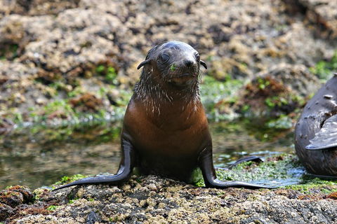 Phillip Island Seal-Watching Cruise - Events Australia 0