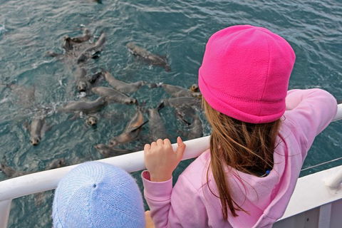 Phillip Island Seal-Watching Cruise - Events Australia 2