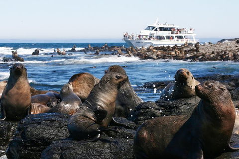 Phillip Island Seal-Watching Cruise - Events Australia 5