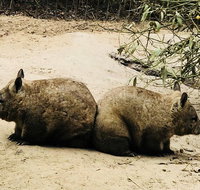 Phillip Island Penguin Parade Brighton Bathing Boxes and Wildlife Park Tour - Tourism Bookings