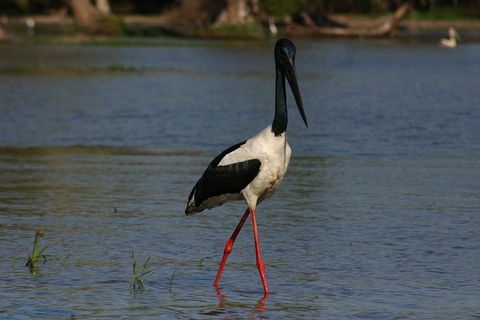 Litchfield And Jumping Crocodiles Full Day Trip From Darwin - Events Australia 1