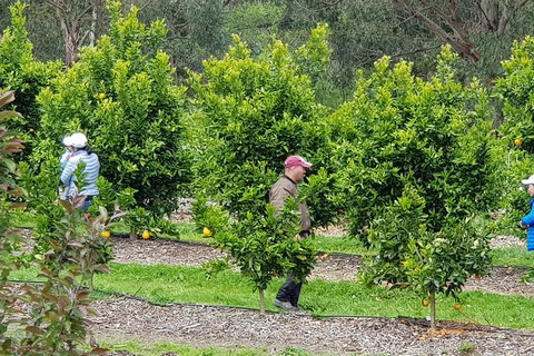 Dandenong Ranges And Rayners Orchard Tour From Melbourne - Events Australia 2
