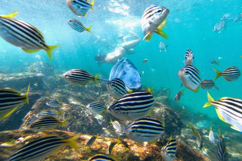 Manly Snorkel Trip And Nature Walk With Local Guide - Events Australia 2