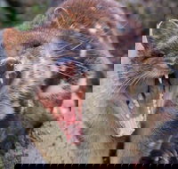 After Dark Tasmanian Devil Feeding Tour at Cradle Mountain - Events Australia