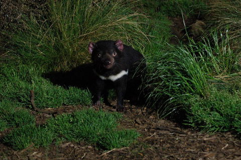 After Dark Tasmanian Devil Feeding Tour At Cradle Mountain - Events Australia 4