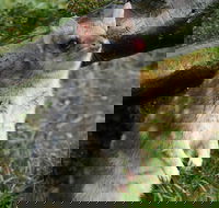 1-Hour Tasmanian Devil Feeding Day Tour at Cradle Mountain - Events Australia