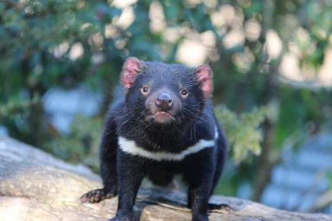 1-Hour Tasmanian Devil Feeding Day Tour At Cradle Mountain - Events Australia 1