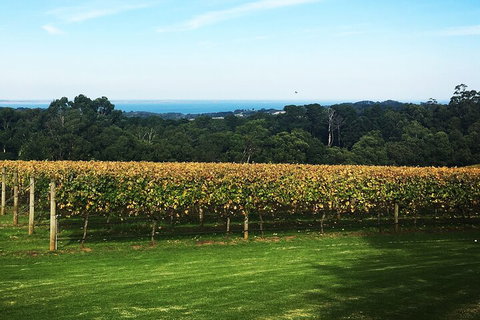 Yarra Valley Wine Tour Inc Lunch With A Glass Of Wine, Tastings And Chocolate - Tourism Bookings 2