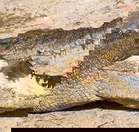 4-Day Cairns Ultimate Combo Daintree Rainforest Reef Kuranda  Paronella Park - Events Australia