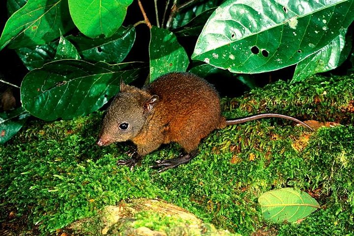 Cairns QLD Events Australia