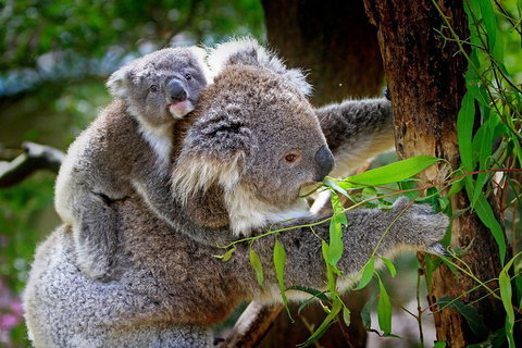 Private Two Day Great Ocean Road Tour - Events Australia 2