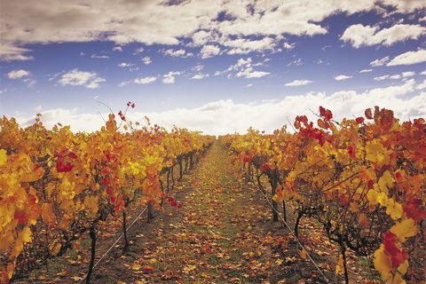 Yarra Valley Wildlife & Wine Day Tour From Melbourne With Healesville Sanctuary - Tourism Bookings 5