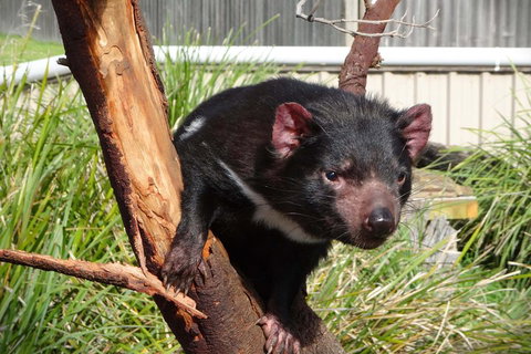 Tasmania 4 Day East Coast + Launceston - Events Australia 2