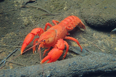 Blue Mountains Empress Canyon Adventure From Wentworth Falls - Tourism Bookings 4