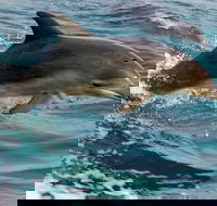 1.5HR Mudjimba Island Wildlife Safari - Events Australia