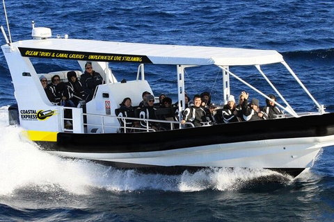 Mooloolaba Whale Watching Tour - Events Australia 0