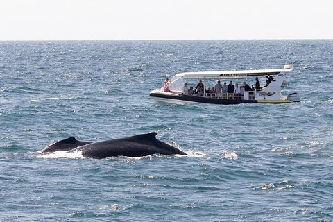 Mooloolaba Whale Watching Tour - Events Australia 1