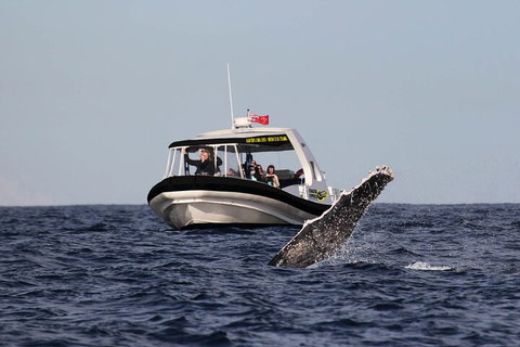 Mooloolaba Whale Watching Tour - Events Australia 2