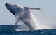 Mooloolaba Whale Watching Tour - thumb 3