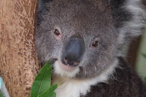 All Inclusive Blue Mountains Small-Group Day Trip From Sydney - Events Australia 1