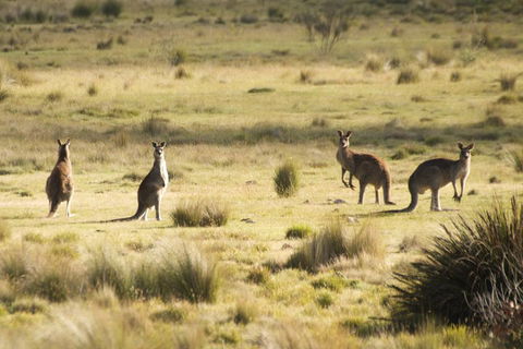 The Explorers' Discovery Tour - Gold, Wine & Wildlife - Tourism Bookings 5