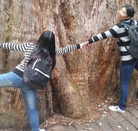 Mt Field National Park Active Day-Trip Including Bonorong and Mt Wellington - Events Australia