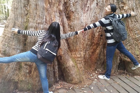 Mt Field National Park Active Day-Trip Including Bonorong And Mt Wellington - Events Australia 0