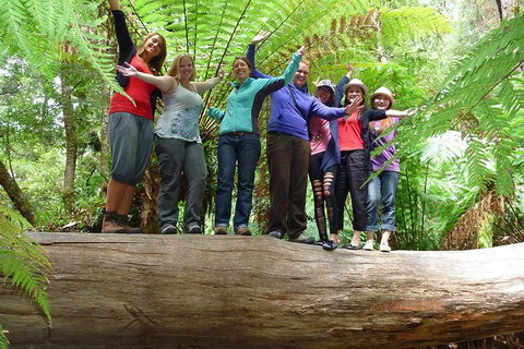 Mt Field National Park Active Day-Trip Including Bonorong And Mt Wellington - Events Australia 3