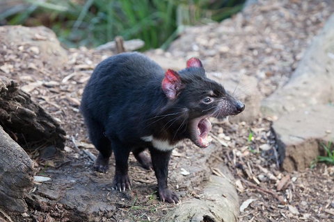 Mt Field National Park Active Day-Trip Including Bonorong And Mt Wellington - Events Australia 5