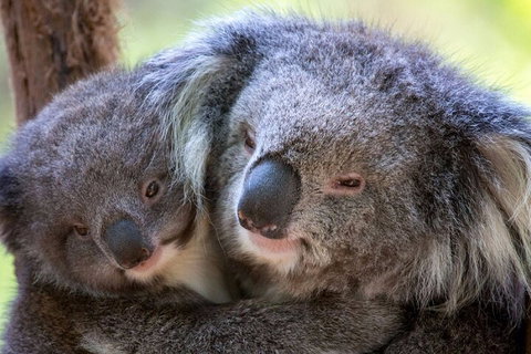 Half-Day Or Full-Day Tour With Private Guide From Melbourne - Events Australia 1