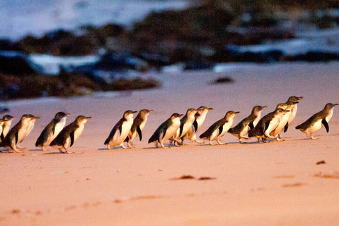 Half-Day Or Full-Day Tour With Private Guide From Melbourne - Events Australia 5