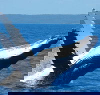 Mooloolaba Whale Watching Tour - Events Australia