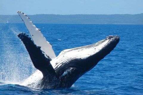 Mooloolaba Whale Watching Tour - Events Australia 0