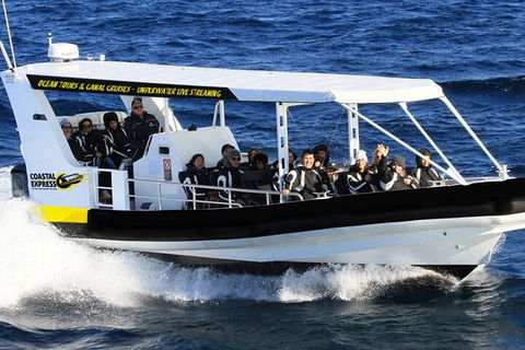 Mooloolaba Whale Watching Tour - Events Australia 1
