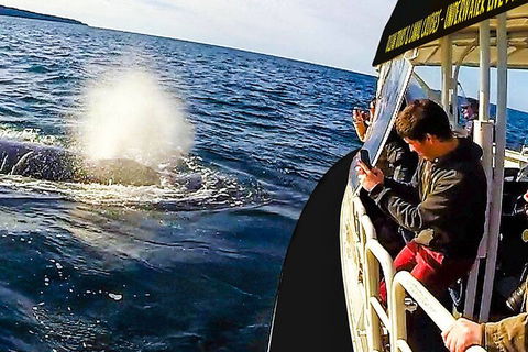 Mooloolaba Whale Watching Tour - Events Australia 2